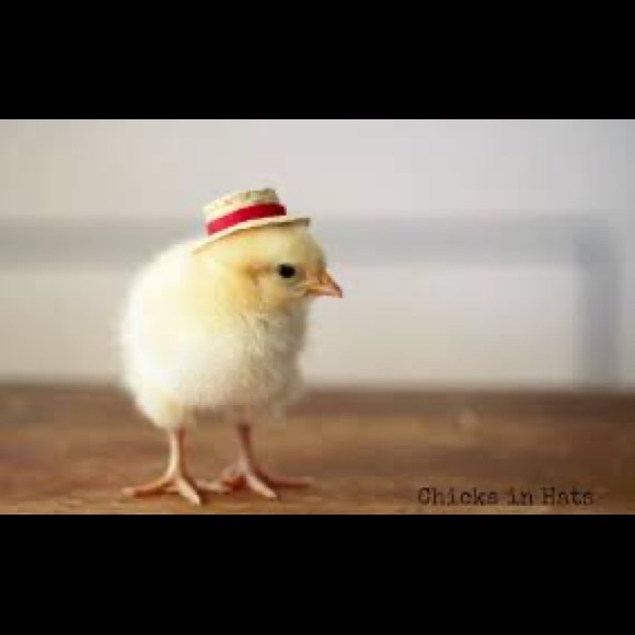 Meet your Posher, James - Picture 1 of 1